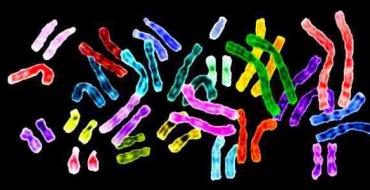 Какой формы могут быть хромосомы